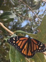Monarch Butterfly released by Ms. Darrington's K Class