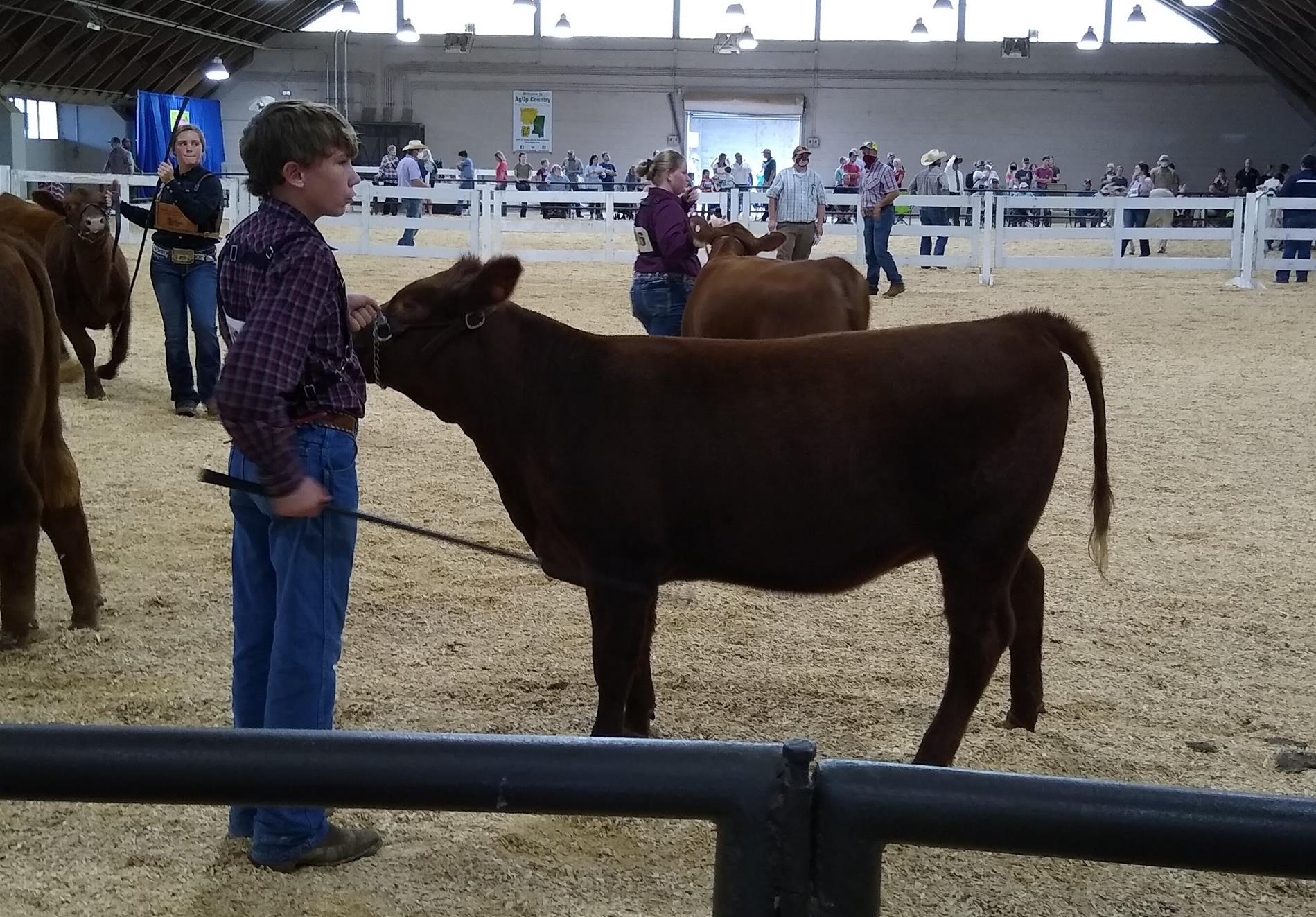 showing cattle at MS State Fair
