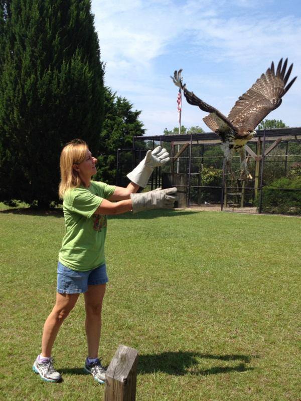 Susan releasing a hawk