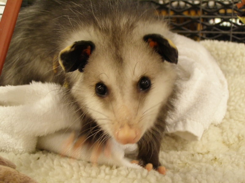 Opossum Picture