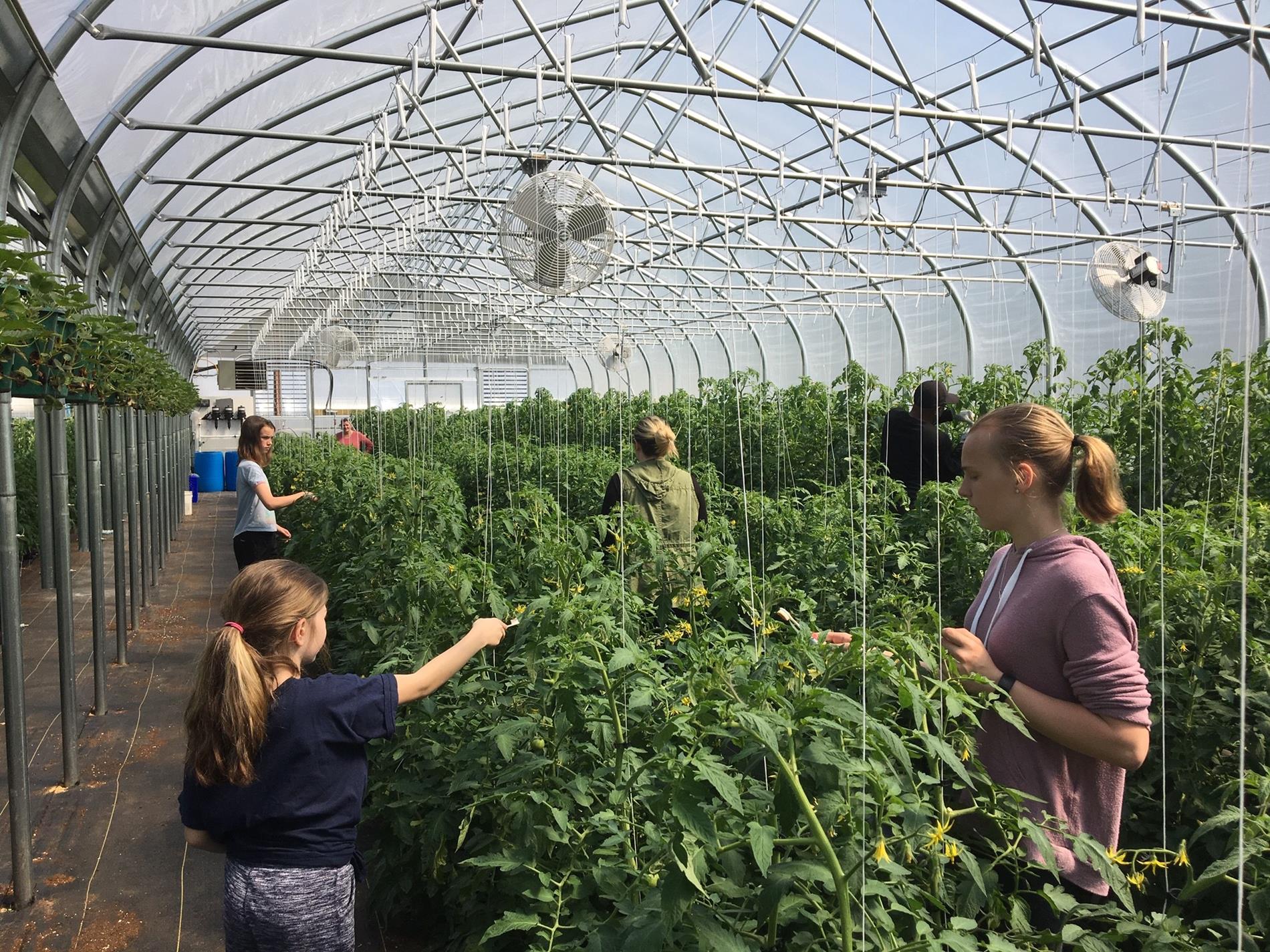 Greenhouse photo