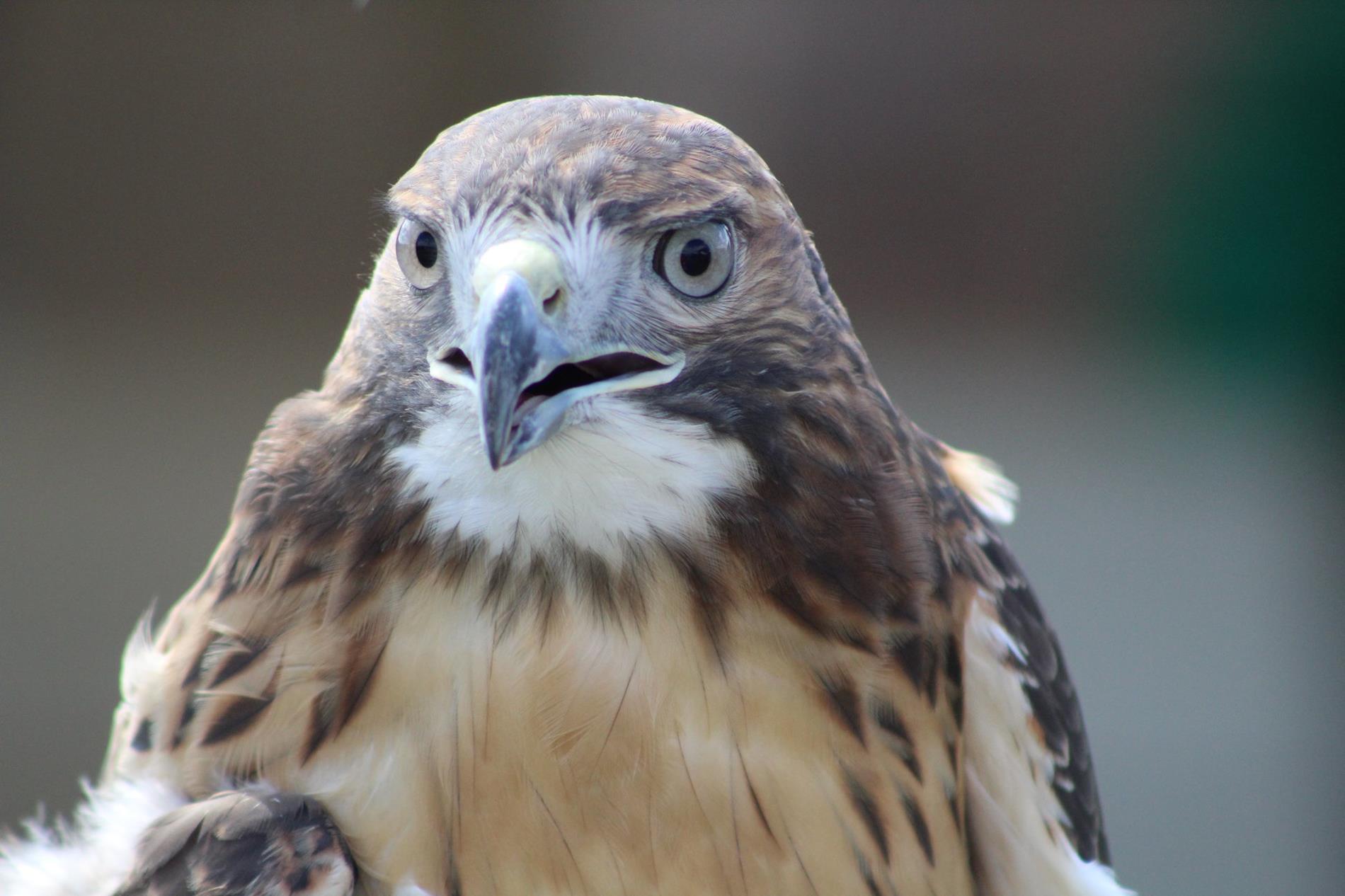 Red-tailed Hawk Picture