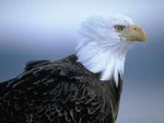 School Mascot Eagle