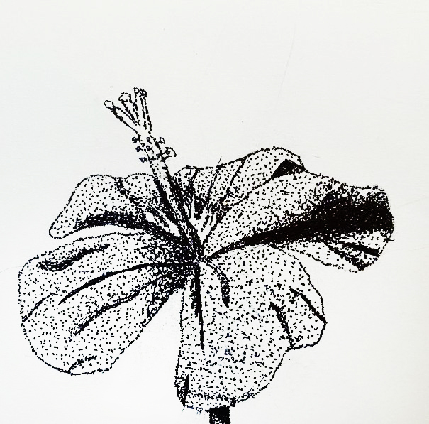 4) Anabel Cruz - Stippling Hibiscus - Pen - 7th Grade 4) Anabel Cruz - Stippling Hibiscus - Pen - 7th Grade
