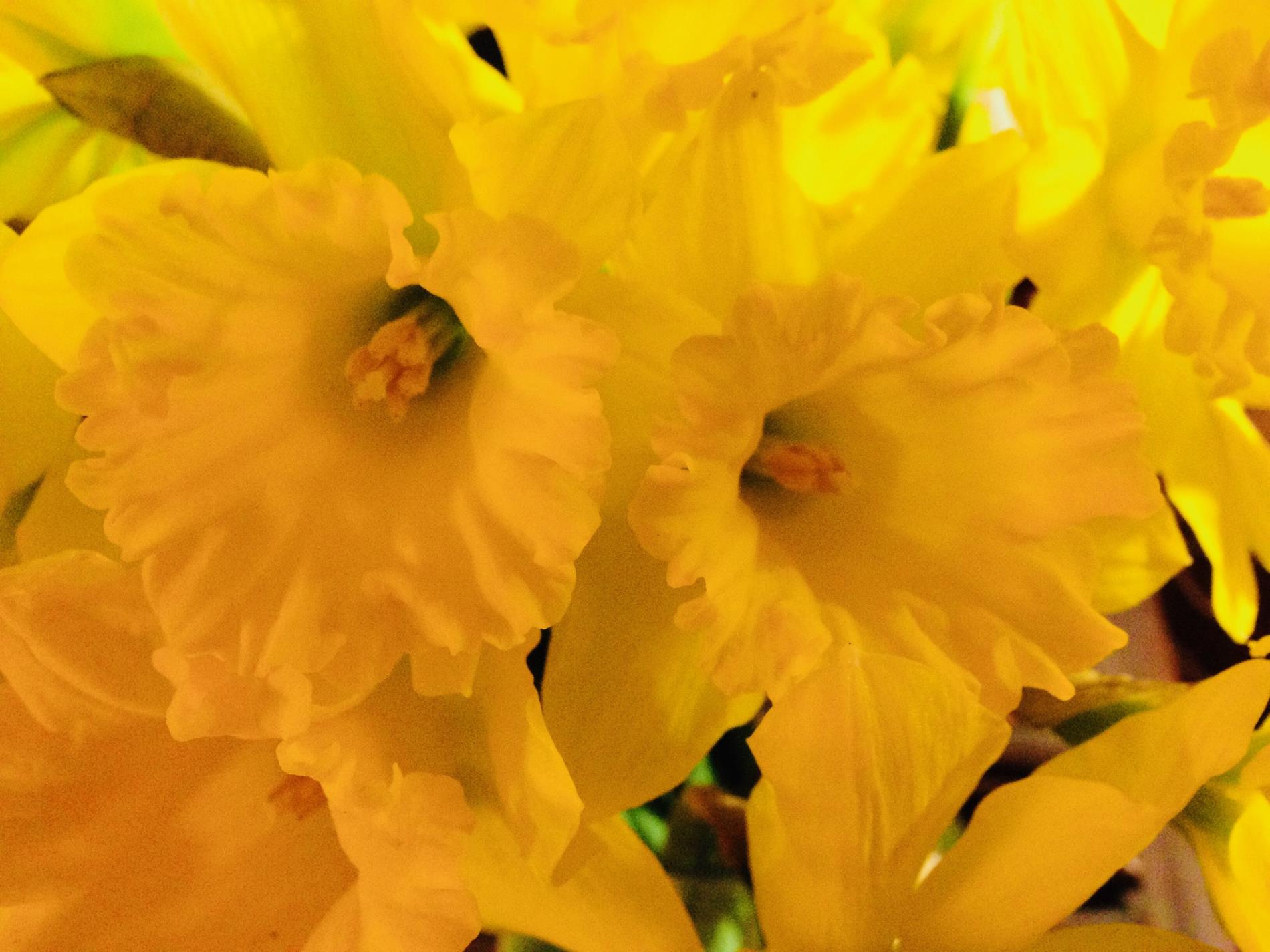 Papa & Nannie's daffodils