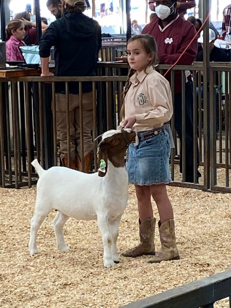 Showing goats at MS State Fair