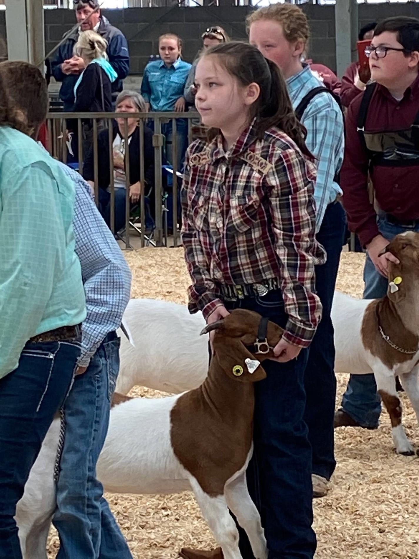 showing goats at MS State Fair