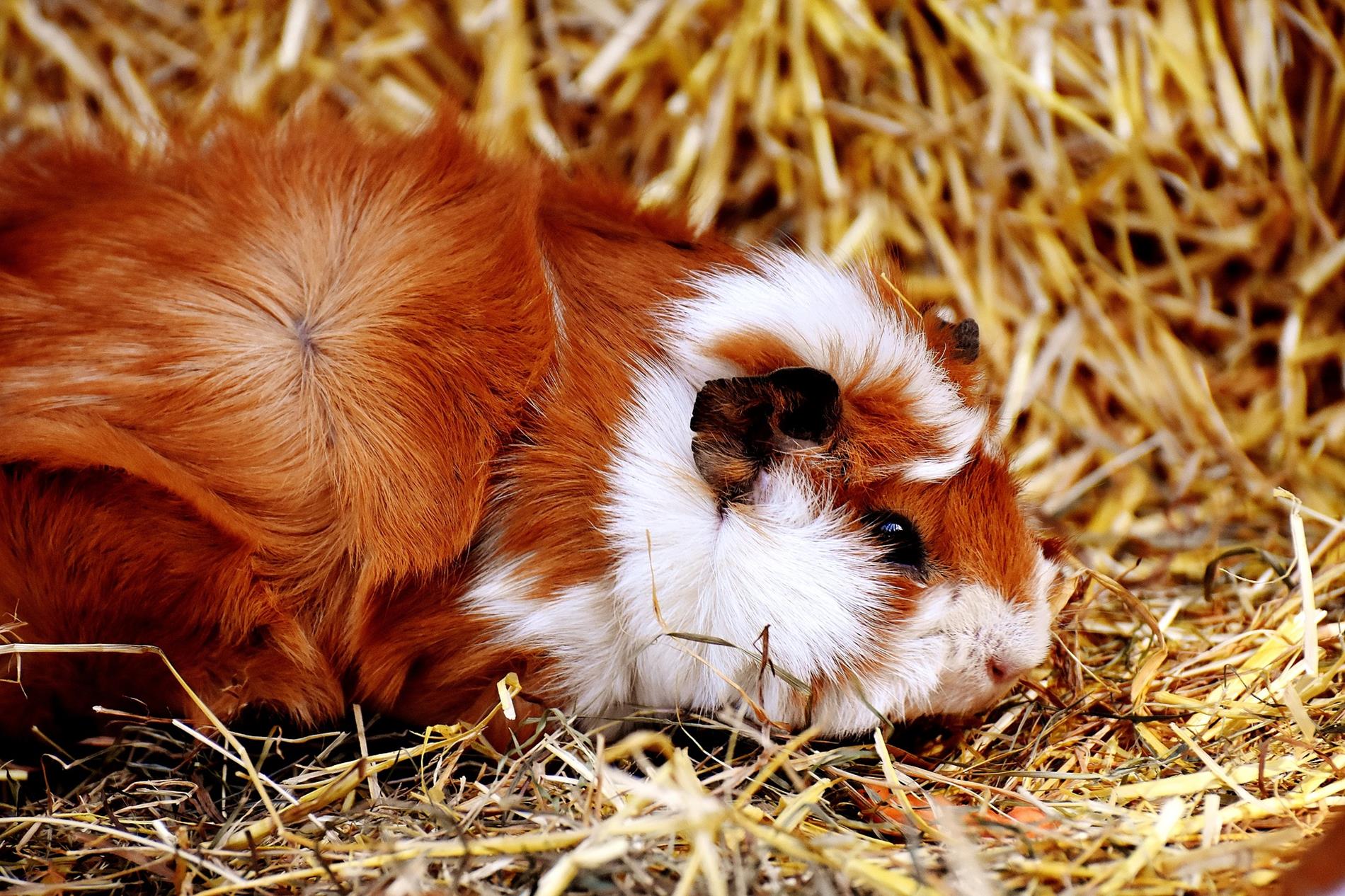 Extra Floofy Boi in the Hay 