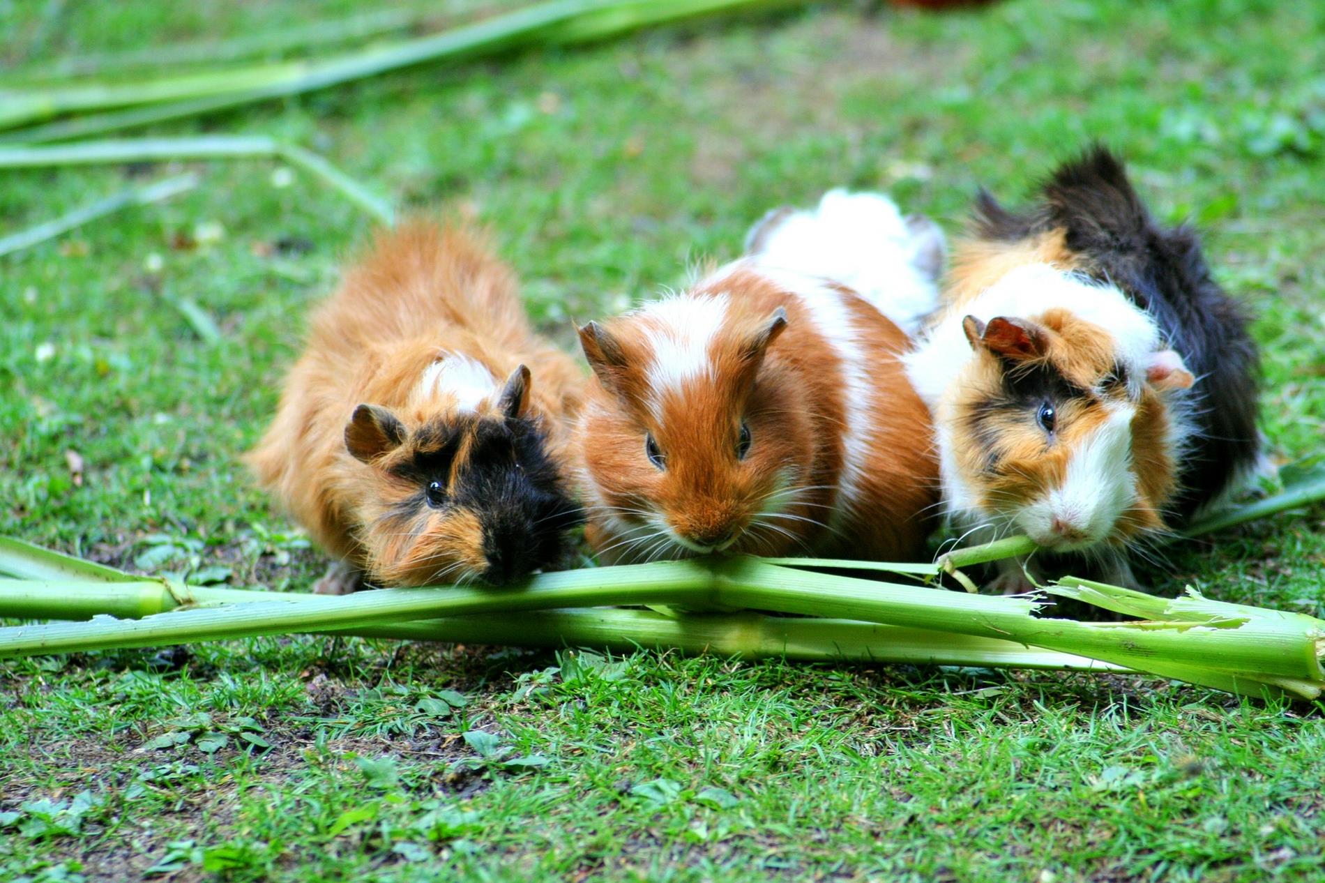 Guineas be munchin'