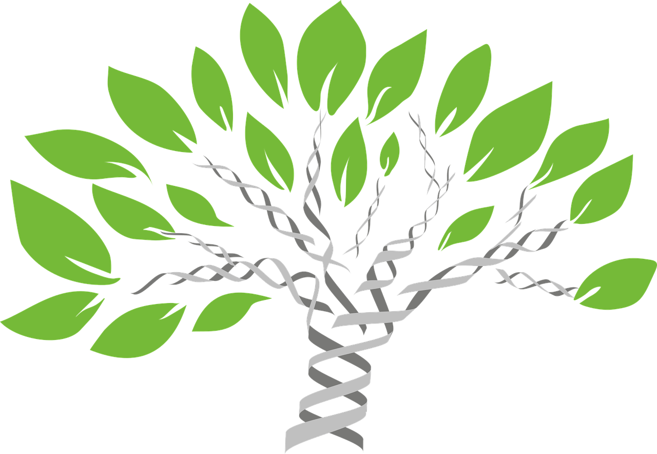 DNA tree graphic DNA tree graphic