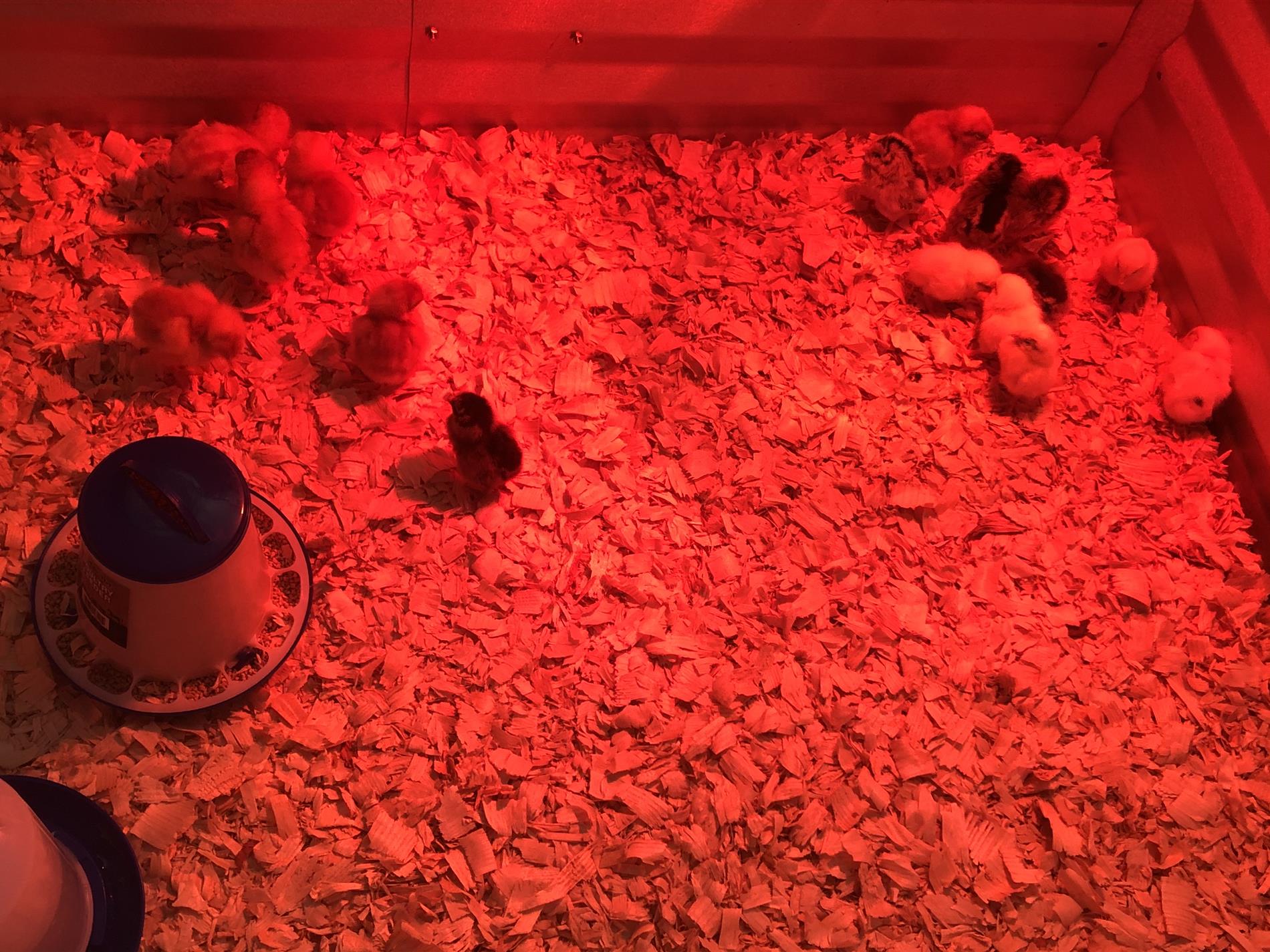Taking Care of Baby Chicks In a Red Lit Up Area 