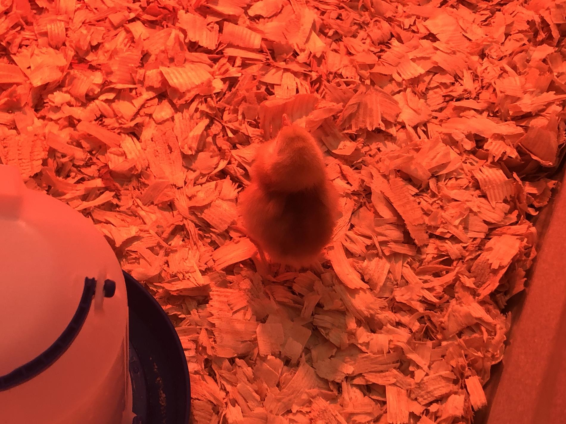 Taking Care of Baby Chicks In a Red Lit Up Area 