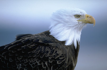 Eagle Eagle