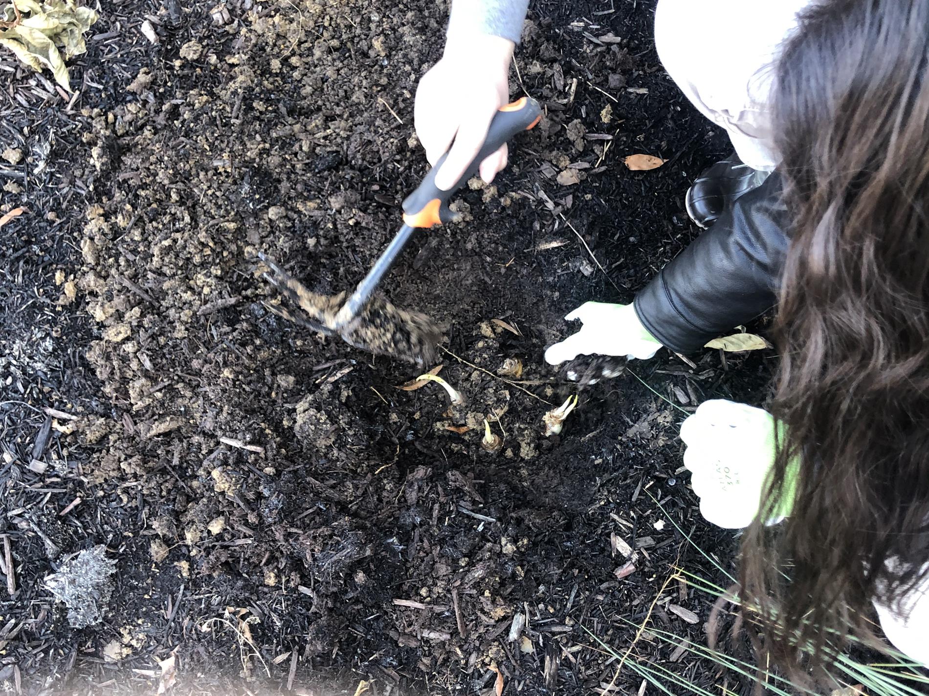 Placing Daffodils Bulbs In The Ground