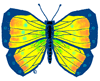 Yellow and blue Butterfly