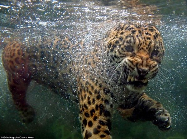 Jaguar Swimming 