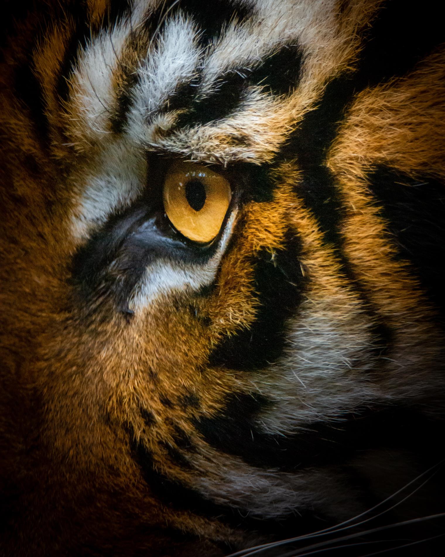 profile pic of tiger 
