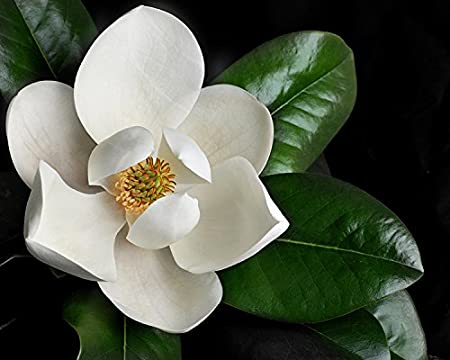 Magnolia Clipart