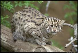 Go Bobcats! Go Bobcats!