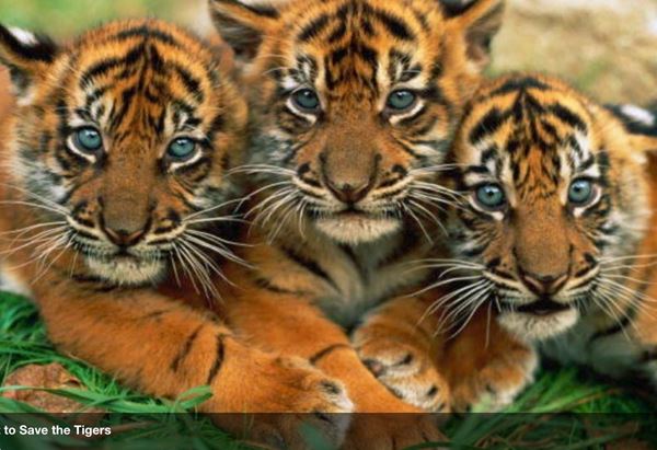 3 Baby Tigers 