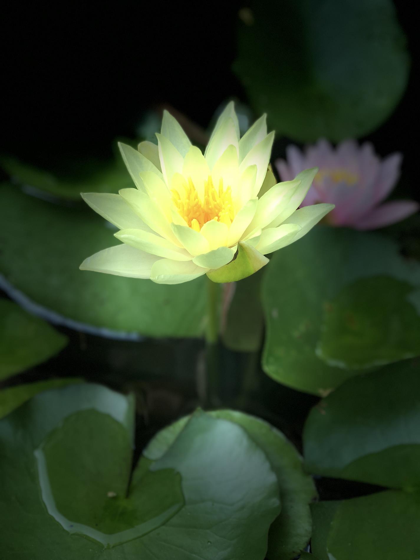 Ponus ridge middle school graduation picture