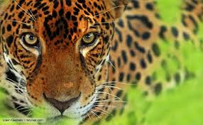 Jaguar Close Up Jaguar Close Up