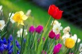 Spring Spring