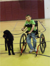 Student in gait trainer walking dog