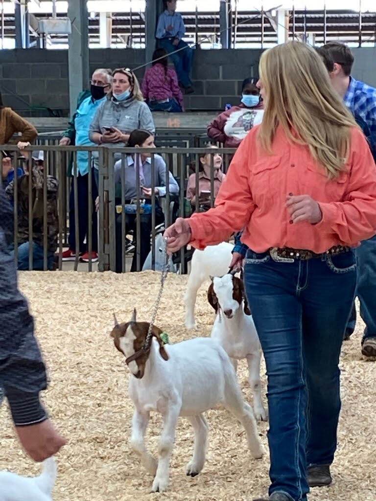 Showing goats at MS State Fair