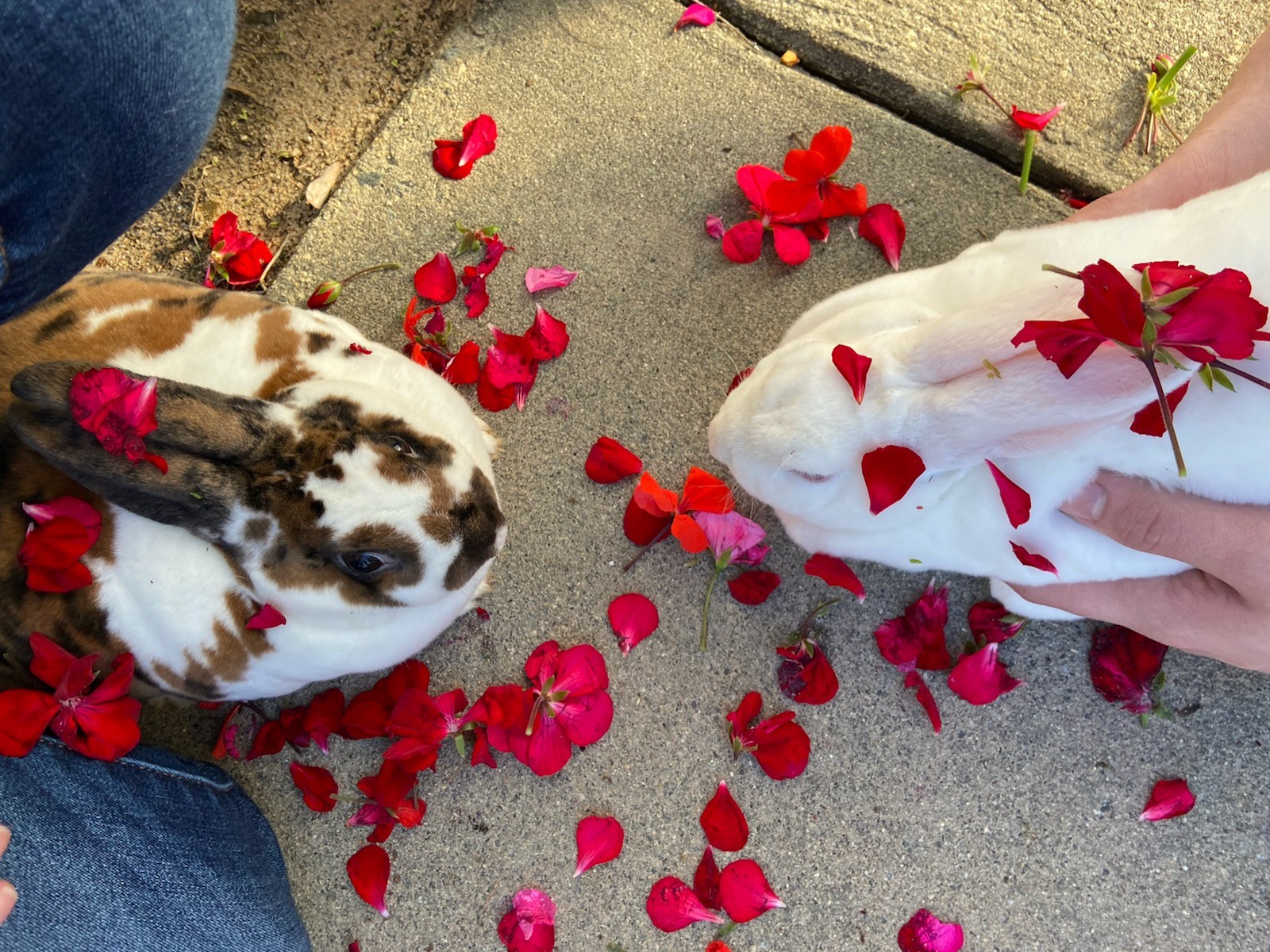 Two Rabbits look at each other with red flowers strewn around them on the sidewalk