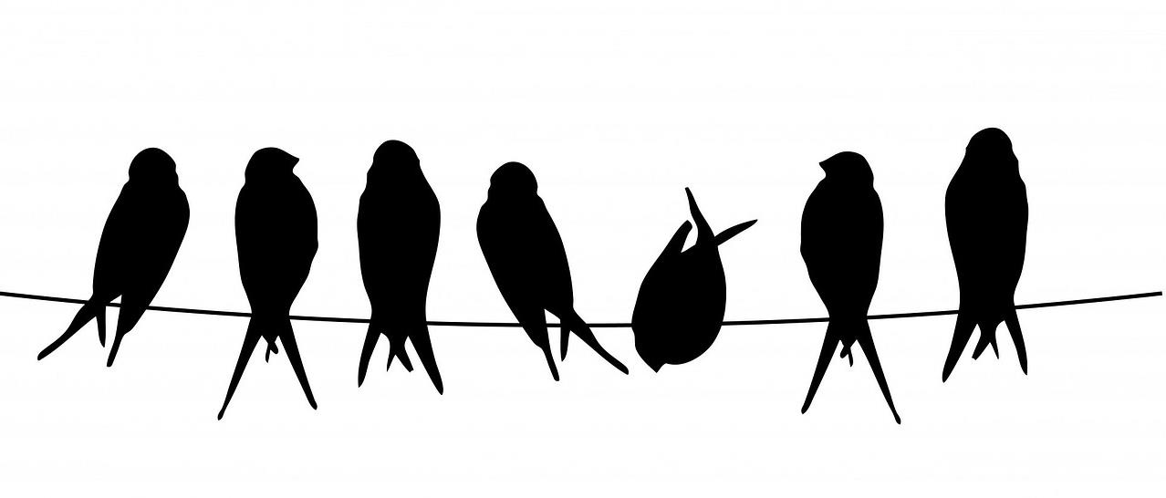 black silhouettes of birds on a wire 