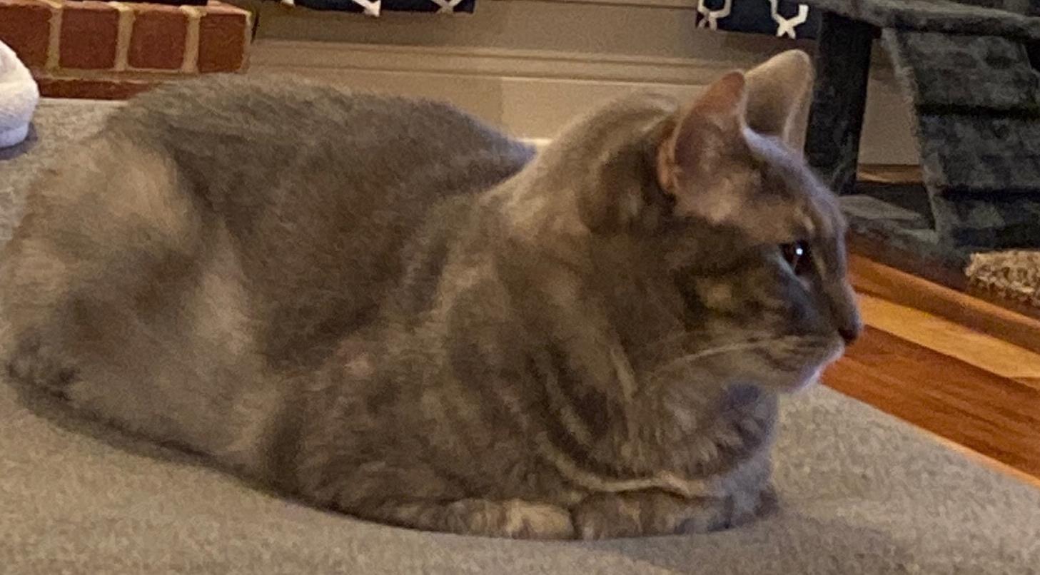 Chloe Chloe